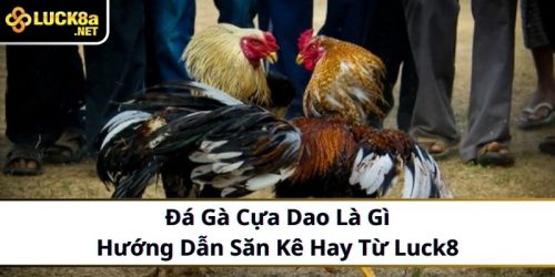 Đá gà cựa dao